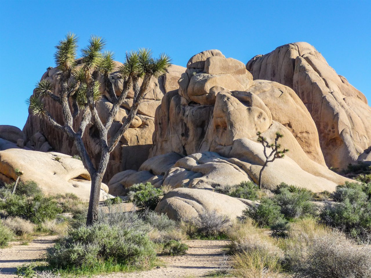 Read more about the article 31. März – Joshua Tree